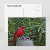 Noordelijke Kardinaal die zijn diner bewaakt Briefkaart (Voorkant / Achterkant)