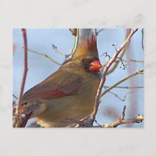 Noordelijke Kardinaal Foto Briefkaart