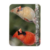 Noordelijke Kardinaal Fotografie Flexibele Magneet (Verticaal)