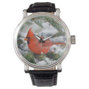 Noordelijke Kardinaal in Balsamdennenboom in de wi Horloge