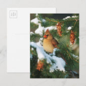 Noordelijke Kardinaal in boom, Illinois Briefkaart (Voorkant / Achterkant)