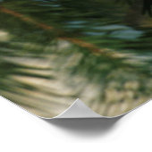 Noordelijke Kardinaal in boom, Illinois Poster (Hoek)