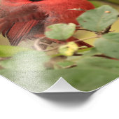 Noordelijke kardinaal in boom in vroege herfst foto afdruk (Hoek)