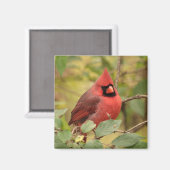 Noordelijke kardinaal in boom in vroege herfst magneet (Voorkant / Achterkant)
