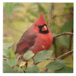 Noordelijke kardinaal in boom in vroege herfst tegeltje