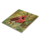 Noordelijke kardinaal in boom in vroege herfst tegeltje (Zijkant)