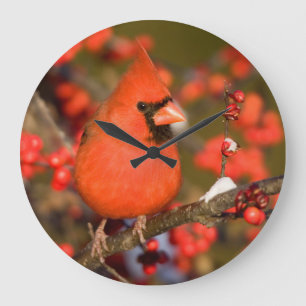 Noordelijke Kardinaal in Common Winterberry Grote Klok