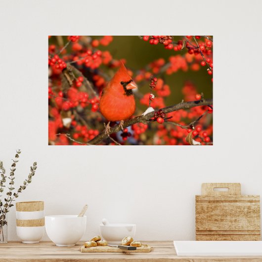 Noordelijke Kardinaal in Common Winterberry Poster (Keuken)