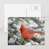 Noordelijke Kardinaal in de Balsam-boom in de wint Briefkaart (Voorkant / Achterkant)