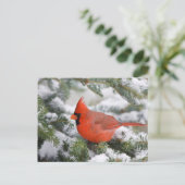 Noordelijke Kardinaal in de Balsam-boom in de wint Briefkaart (Staand voorkant)
