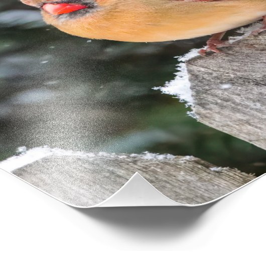 Noordelijke kardinaal in de Sneeuw Natuur Fotograf Foto Afdruk (Hoek)