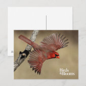 noordelijke kardinaal in de vlucht briefkaart (Voorkant / Achterkant)