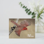 noordelijke kardinaal in de vlucht briefkaart (Staand voorkant)