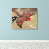 noordelijke kardinaal in de vlucht canvas afdruk (Insitu (Houten vloer))