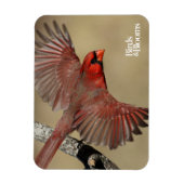 noordelijke kardinaal in de vlucht magneet (Verticaal)