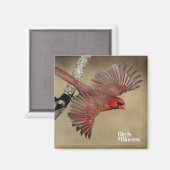 noordelijke kardinaal in de vlucht magneet (Voorkant / Achterkant)