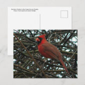 Noordelijke kardinaal in de wijnstok briefkaart (Voorkant / Achterkant)