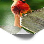 Noordelijke Kardinaal in de Zomer Natuur Fotografi Foto Afdruk (Hoek)