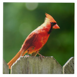 Noordelijke Kardinaal in de Zomer Natuur Fotografi Tegeltje