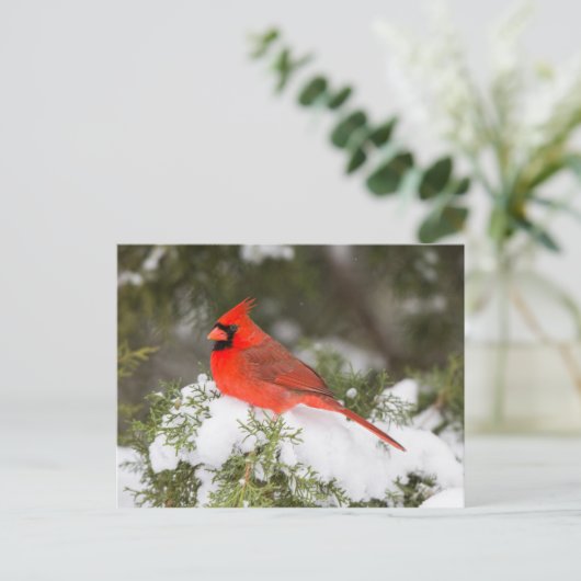 Noordelijke Kardinaal in Jeneverboom in Wintertijd Feestdagenkaart (Staand voorkant)