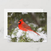 Noordelijke Kardinaal in Jeneverboom in Wintertijd Feestdagenkaart (Voorkant / Achterkant)