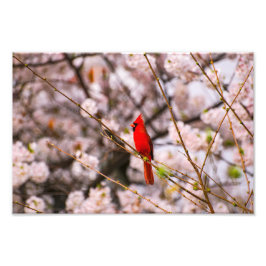 Noordelijke kardinaal in roze foto afdruk