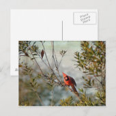 Noordelijke Kardinaal in Wax Myrtle Briefkaart (Voorkant / Achterkant)