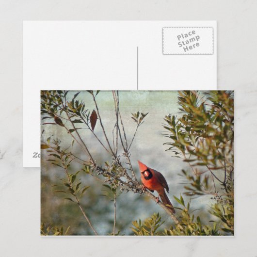 Noordelijke Kardinaal in Wax Myrtle Briefkaart (Voorkant / Achterkant)