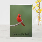 noordelijke kardinaal kaart (Gele Bloem)