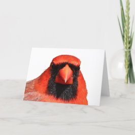 Noordelijke Kardinaal Kaart
