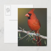 Noordelijke Kardinaal, Kardinalis cardinalis, mann Briefkaart (Voorkant / Achterkant)