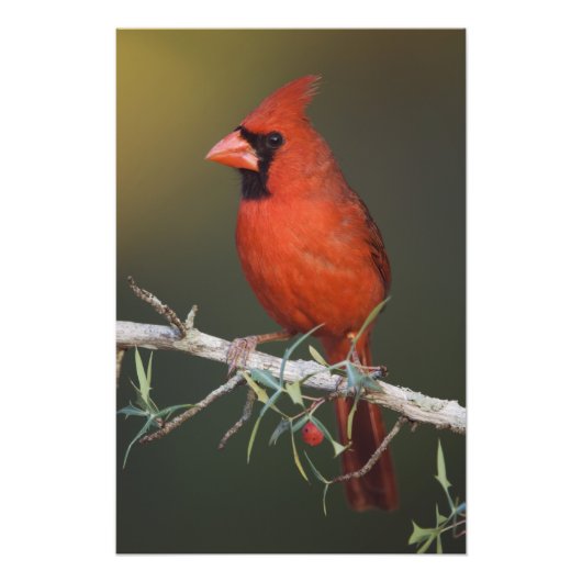 Noordelijke Kardinaal, Kardinalis cardinalis, mann Foto Afdruk (Voorkant)