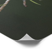 Noordelijke Kardinaal, Kardinalis cardinalis, mann Poster (Hoek)