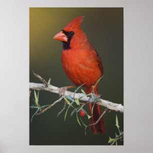 Noordelijke Kardinaal, Kardinalis cardinalis, mann Poster