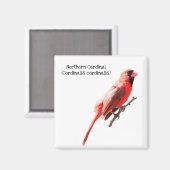 noordelijke kardinaal magneet (Voorkant / Achterkant)
