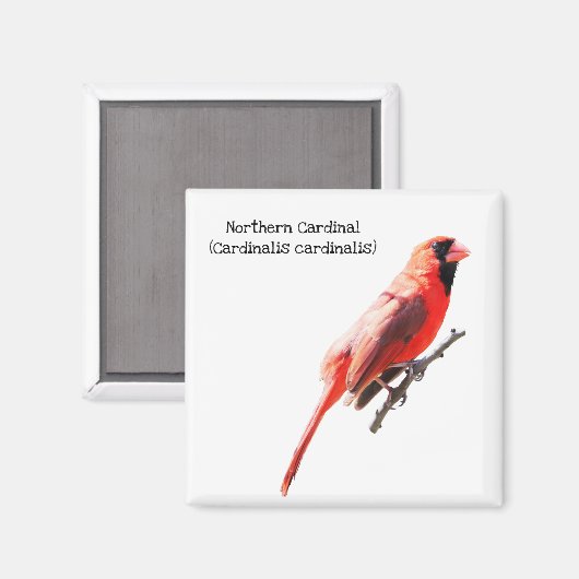 noordelijke kardinaal magneet (Voorkant / Achterkant)