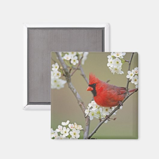 noordelijke kardinaal magneet (Voorkant / Achterkant)