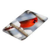 Noordelijke Kardinaal Magneet (Linkerzijde)