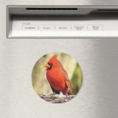 Noordelijke Kardinaal Magnet (Insitu (Vaatwasser))