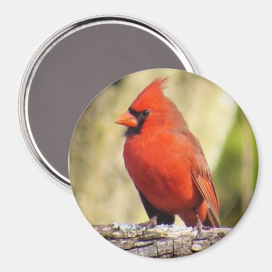 Noordelijke Kardinaal Magnet (Voorkant / Achterkant)