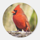 Noordelijke Kardinaal Magnet (Voorkant)