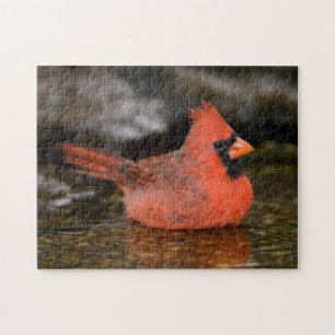Noordelijke Kardinaal mannetje badend Legpuzzel