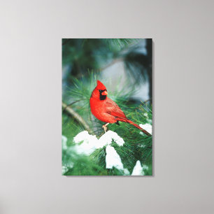 Noordelijke Kardinaal mannetje in boom, IL Canvas Afdruk