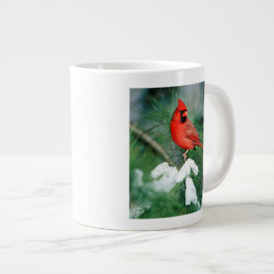 Noordelijke Kardinaal mannetje in boom, IL Grote Koffiekop