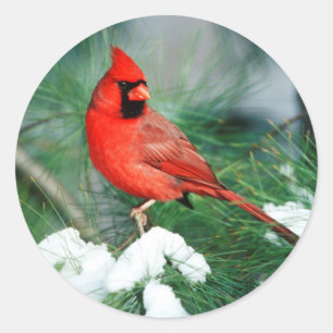 Noordelijke Kardinaal mannetje in boom, IL Ronde Sticker