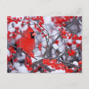 Noordelijke Kardinaal mannetje, Winter, IL Briefkaart