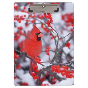 Noordelijke Kardinaal mannetje, Winter, IL Klembord