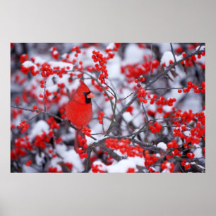 Noordelijke Kardinaal mannetje, Winter, IL Poster