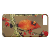 Noordelijke Kardinaal mannetje zit, IL Case-Mate iPhone Case (Achterkant (Horizontaal))