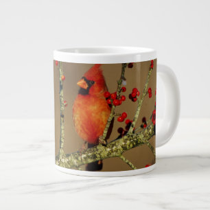 Noordelijke Kardinaal mannetje zit, IL Grote Koffiekop